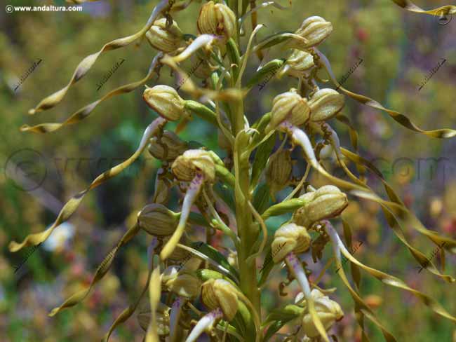 orquidea-hedionda-himantoglossum-hircinum