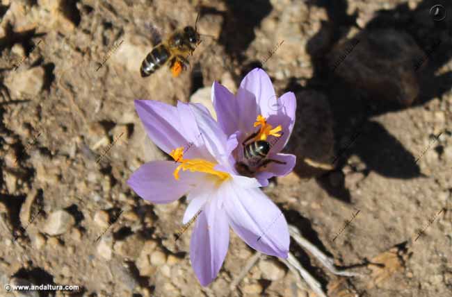 abejas-en-merendera-montana