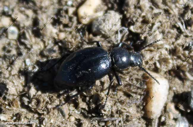 escarabajo-timarcha