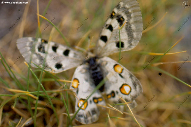 mariposa-apolo-parnassius-apollo