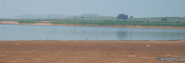 Aves en el interior de la Laguna de la Ratosa, entorno de la laguna