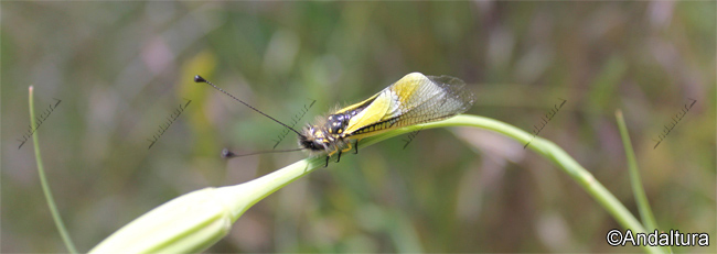 Lepidoptero del Valle del río Grande de los Bérchules