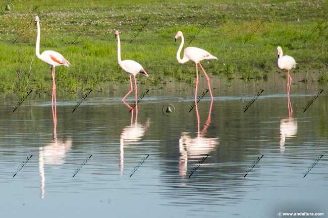 Flamencos rosas en la Laguna de la Ratosa