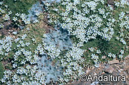 arenaria-tetraqueta-amabilis