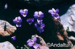 viola-crassiuscula