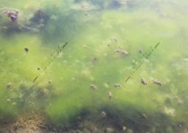 Algas en lagunillos de la Laguna del Carnero
