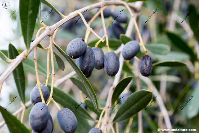 Acebuchinas - olivas silvestres -