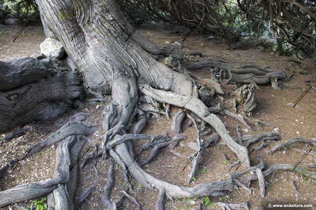 Detalle del tronco y las raíces del Monumento Natural Sabina Albar