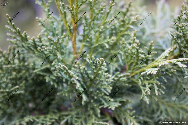 Detalle de las hojas de la Sabina Albar de Chirivel - Juniperus thurifera -