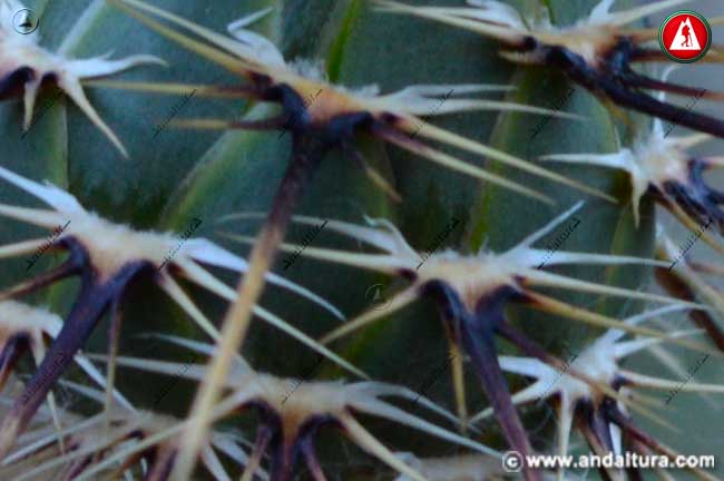 Detalle Abrepuños - Centaurea melitensis -