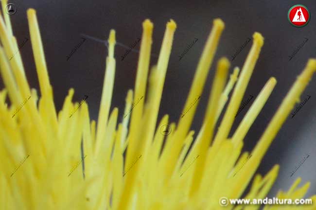 Detalle Flor de Abrepuños - Centaurea melitensis -