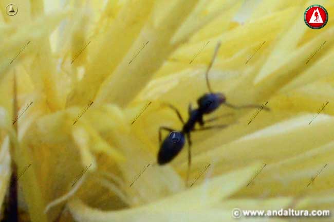 Hormiga en Abrepuños - Centaurea melitensis -