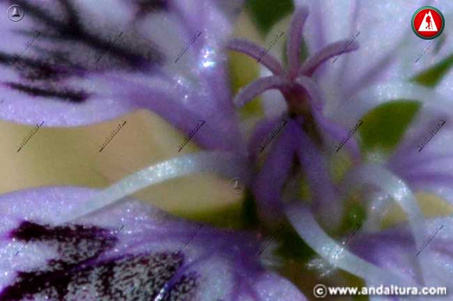 Detalle Alfilerillos del Trevenque -Erodium rupicola boiss-
