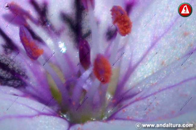 Detalle flor de Erodium rupicola boiss