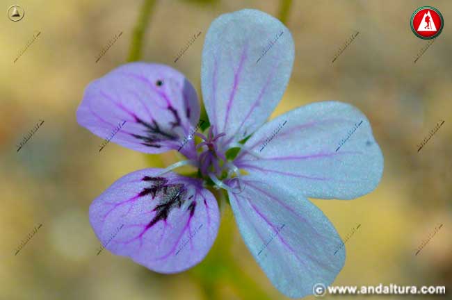 Flor de Erodium rupicola boiss -Reloj de Sierra Nevada-
