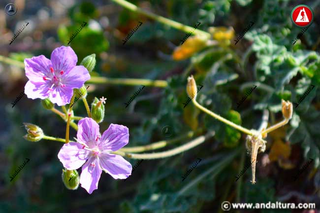 Planta de Alfilerillos del Trevenque -Erodium rupicola boiss-