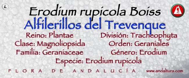 Taxonomía: Alfilerillos del Trevenque - Erodium rupicola boiss -