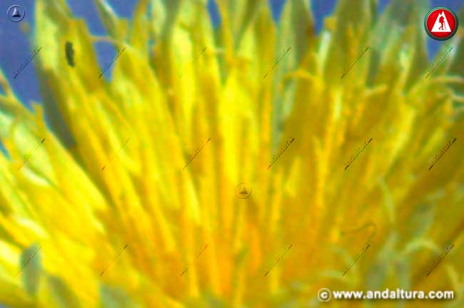Detalle flor de Árnica - Centaurea granatensis -