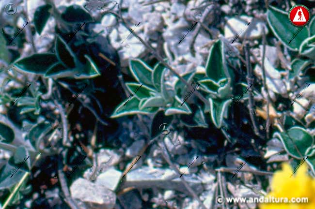 Detalle hojas de Árnica - Centaurea granatensis -