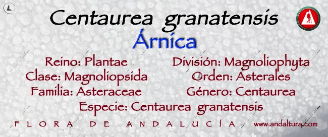 Taxonomía: Árnica - Centaurea granatensis -