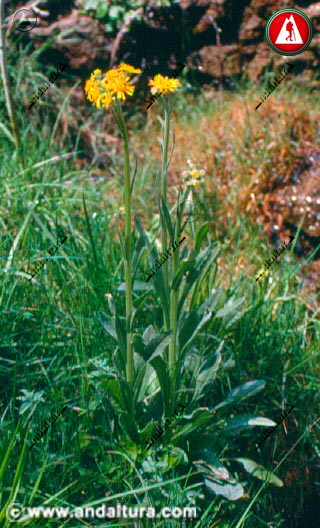 Planta Azuzon -Senecio pyrenaicus -
