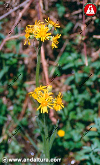 Tallo y flores de Azuzon -Senecio pyrenaicus -