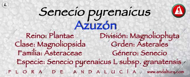 Taxonomia: Azuzon -Senecio pyrenaicus -