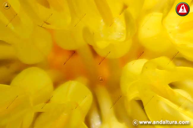 Detalle flor de Cabeza de Espinas - Centaurea ornata -