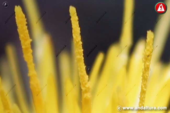 Detalle flor de Cabeza de Espinas - Centaurea ornata -