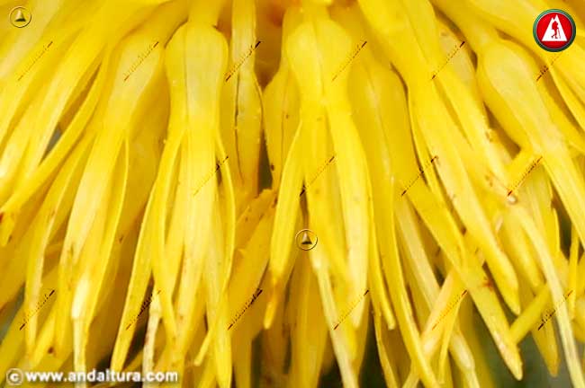 Detalle flor de Cardo Cabrero - Carthamus arborescens -