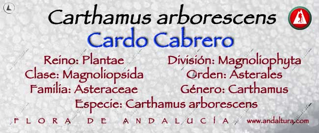 Taxonomía: Cardo Cabrero - Carthamus arborescens -