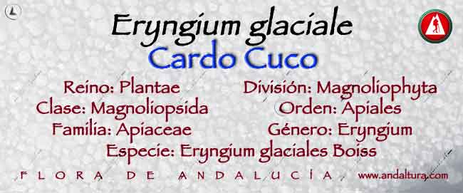 Taxonomía: Cardo Cuco - Eryngium glaciale -