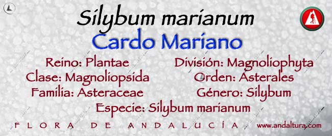 Taxonomia:Cardo mariano -Silybum marianum -