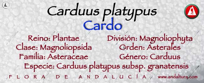 Taxonomía: Cardo - Carduus platypus -