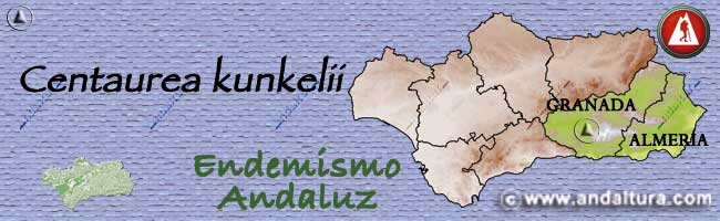 Endemismo de Andalucía - Centaurea kunkelii -