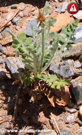 Detalle hojas de Centaurea kunkelii