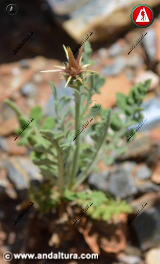 Detalle planta de Centaurea kunkelii