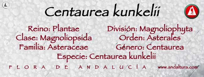 Taxonomía: Centaurea kunkelii