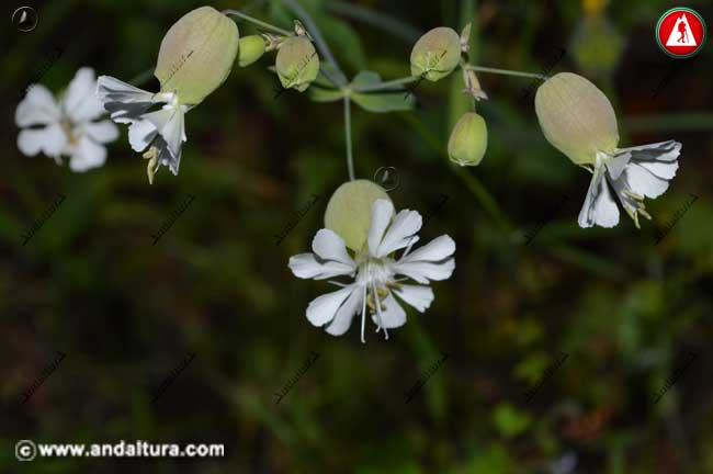 Flores de Colleja -Silene vulgaris -