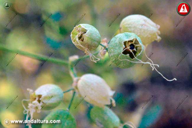 Flores Secas de Colleja - Silene vulgaris -