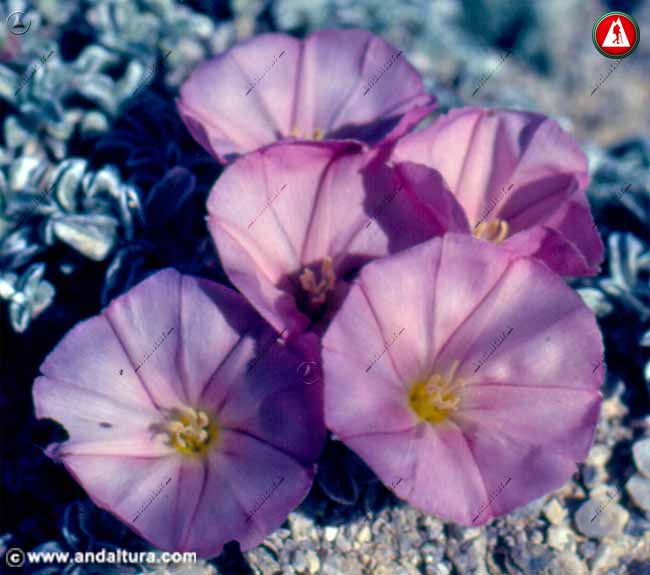Planta y Flores de Correhuela de Sierra Nevada - Convolvulus boissieri -