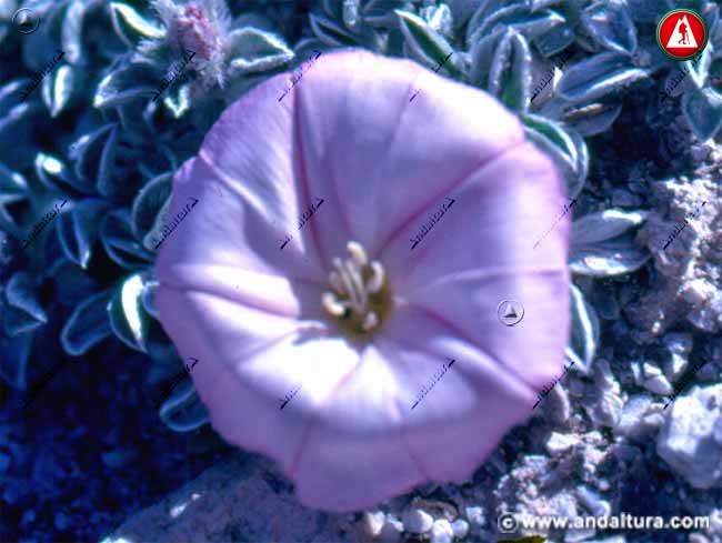 Flor de Correhuela de Sierra Nevada - Convolvulus boissieri -