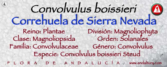 Taxonomia: Correhuela de Sierra Nevada - Convolvulus boissieri -
