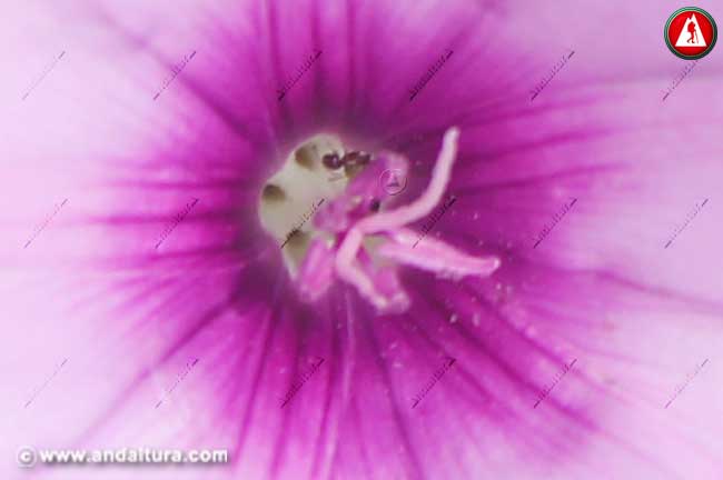 Hormigas en flor de Correhuela Rosa - Convolvulus althaeoides -