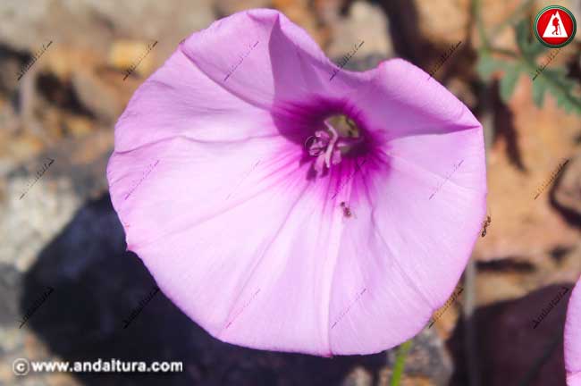 Flor de Correhuelos Rosa - Convolvulus althaeoides -