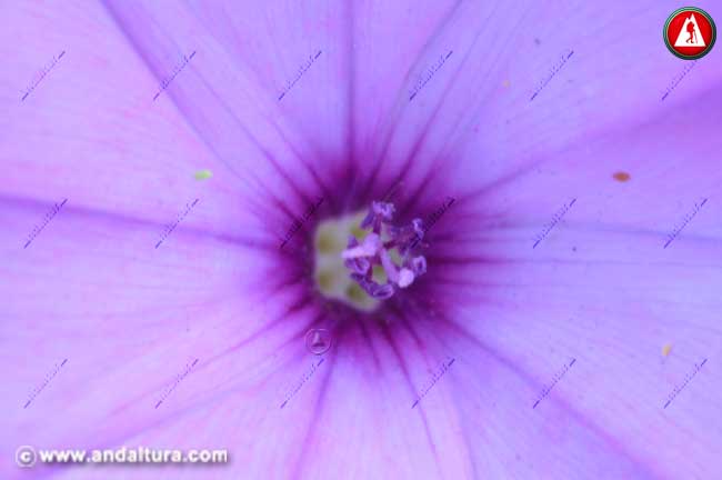 Detalle flor de Correhuelos Rosa - Convolvulus althaeoides -