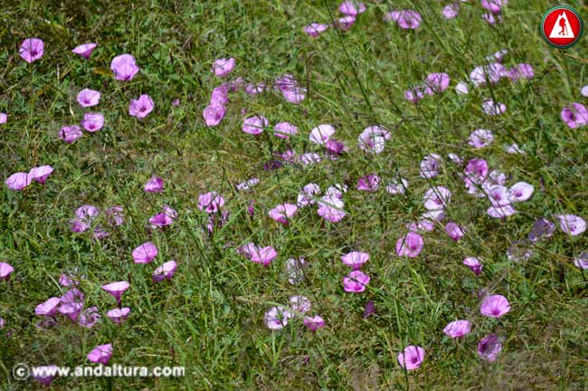 Flores de Correhuelos Rosa - Convolvulus althaeoides -