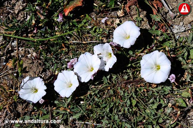 Conjunto de Flores de Correhuela - Convolvulus arvensis -