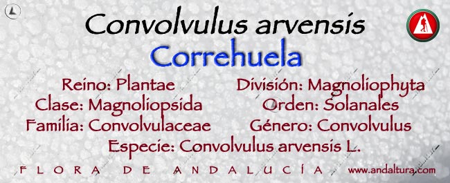 Taxonomia: Correhuela - Convolvulus arvensis -