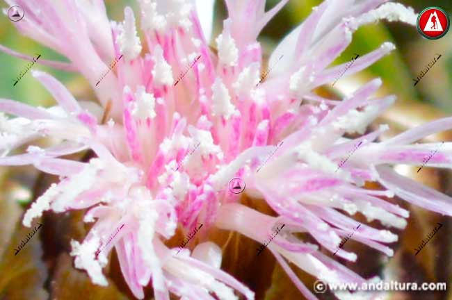 Detalle flor Cuchara de Pastor - Leuzea conifera -